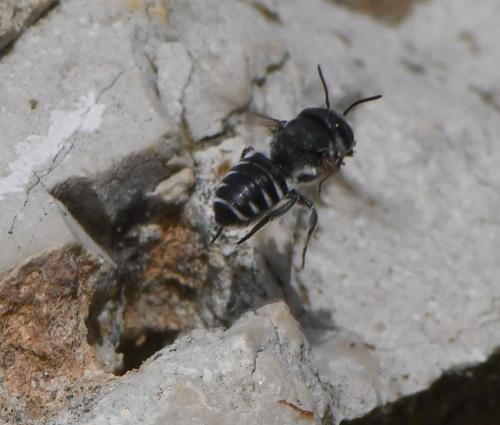 Megachile sp.